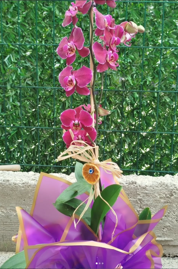 Tek Dal Pembe Orkide